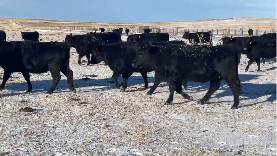 Lot HP1216D Calve March 7th for 30 days- Ship as pairs April 20th!